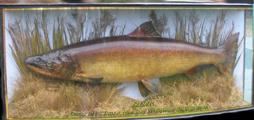 Rainbow Trout - Taxidermy UK